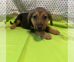 Mutt Dogs for adoption in New Oxford , PA, USA