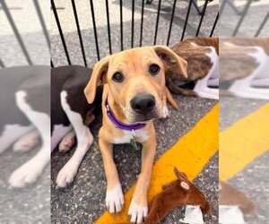 Mutt Dogs for adoption in pomfret, CT, USA