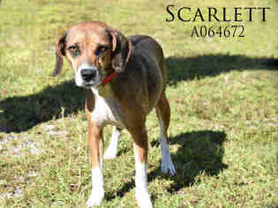 Beagle-Unknown Mix Dogs for adoption in Mobile, AL, USA