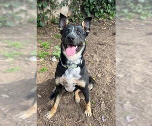 German Shepherd Dog-Unknown Mix Dogs for adoption in Santa Barbara, CA, USA