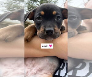 American Pit Bull Terrier-American Staffordshire Terrier Mix Dogs for adoption in Wenonah, NJ, USA