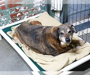 Norwegian Elkhound-Unknown Mix Dogs for adoption in Monterey, VA, USA