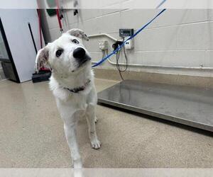 Siberian Husky-Unknown Mix Dogs for adoption in Grand Prairie, TX, USA