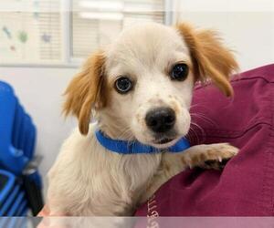 Dachshund-Unknown Mix Dogs for adoption in Santa Rosa, CA, USA