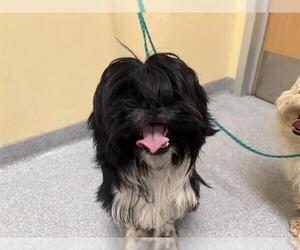Havanese-Unknown Mix Dogs for adoption in Orange, CA, USA