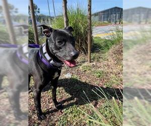 American Staffordshire Terrier-Labrador Retriever Mix Dogs for adoption in San Martin, CA, USA