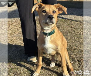 Collie-Retriever  Mix Dogs for adoption in Washington, DC, USA