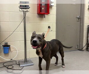 American Pit Bull Terrier Dogs for adoption in Sanford, FL, USA