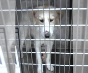 Anatolian Shepherd-Border Collie Mix Dogs for adoption in Oklahoma City, OK, USA