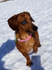 Dachshund Dogs for adoption in Detroit Lakes, MN, USA