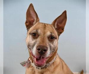 Mutt Dogs for adoption in Fort Collins, CO, USA