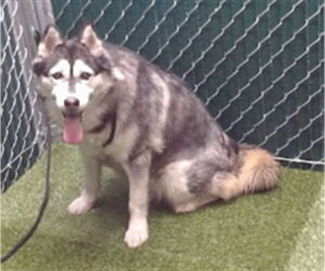Siberian Husky Dogs for adoption in Downey, CA, USA