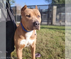 Mutt Dogs for adoption in Riverside, CA, USA