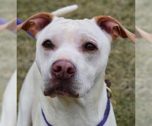 American Pit Bull Terrier-Unknown Mix Dogs for adoption in Nashville, IN, USA