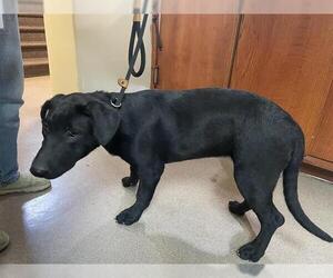 Labrador Retriever-Unknown Mix Dogs for adoption in Pasadena, CA, USA
