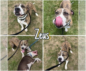 American Staffordshire Terrier Dogs for adoption in Pierceton , IN, USA