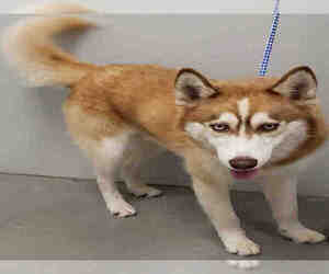 Medium Photo #1 Alaskan Malamute Puppy For Sale in Rosenberg, TX, USA