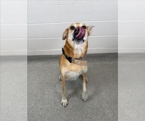 Labrador Retriever-Rhodesian Ridgeback Mix Dogs for adoption in Fort Collins, CO, USA