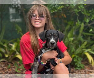 Catahoula Leopard Dog-Unknown Mix Dogs for adoption in Sanford, FL, USA