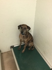 Catahoula Leopard Dog-Unknown Mix Dogs for adoption in Tuskegee, AL, USA
