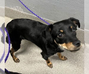 Miniature Pinscher-Unknown Mix Dogs for adoption in Las Vegas, NV, USA