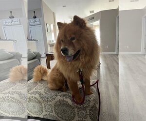 Chow Chow Dogs for adoption in Valrico, FL, USA