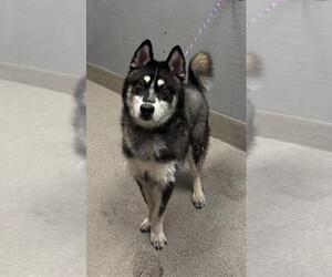 Huskies -Unknown Mix Dogs for adoption in Las Vegas, NV, USA