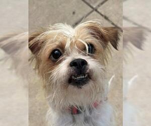 Mutt Dogs for adoption in Minneapolis, MN, USA