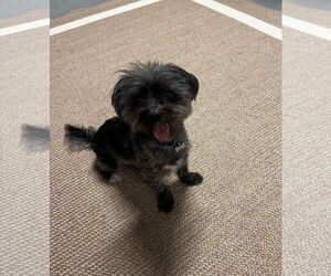 Bichon Frise-Unknown Mix Dogs for adoption in Valrico, FL, USA