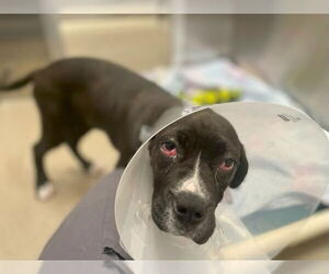 Mastiff-Unknown Mix Dogs for adoption in Denver, CO, USA