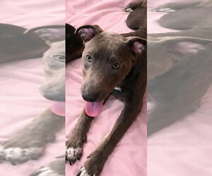 Mutt Dogs for adoption in Wenonah, NJ, USA