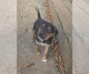 Jack Russell Terrier-Unknown Mix Dogs for adoption in Raleigh, NC, USA