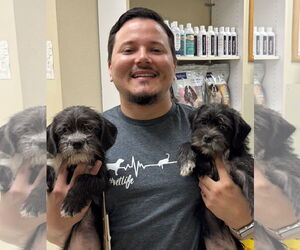 Bossi-Poo Dogs for adoption in Sanford, FL, USA