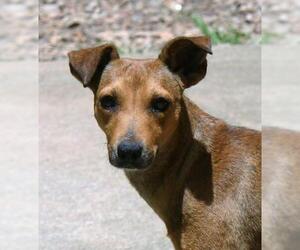 Jack Chi Dogs for adoption in Rowayton, CT, USA