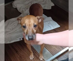 Chihuahua-Unknown Mix Dogs for adoption in Dallas, TX, USA