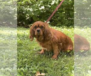 Cavalier King Charles Spaniel Dogs for adoption in HOPKINSVILLE/PRINCETON, KY, NH, USA