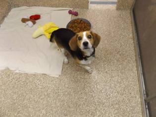 Beagle Dogs for adoption in Martinsburg, WV, USA