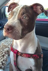 American Staffordshire Terrier Dogs for adoption in San Diego, CA, USA