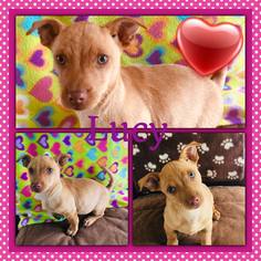 Chiweenie Dogs for adoption in Visalia, CA, USA
