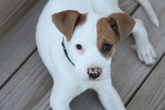 Boxador Dogs for adoption in Helotes, TX, USA