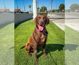 Labrador Retriever Dogs for adoption in San Diego, CA, USA