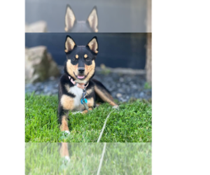 German Shepherd Dog-Huskies Mix Dogs for adoption in Springdale, PA, USA