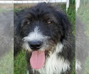 German Wirehaired Pointer Dogs for adoption in Whitewright, TX, USA