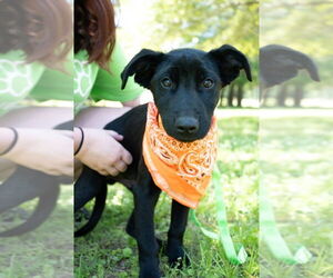 Labrador Retriever Dogs for adoption in FRAMINGHAM, MA, USA