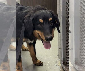 Bernese Mountain Dog-Labrador Retriever Mix Dogs for adoption in Bolivar, MO, USA