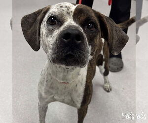 Labrador Retriever-Unknown Mix Dogs for adoption in Washington, DC, USA