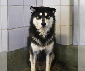 - Mix Dogs for adoption in San Antonio, TX, USA