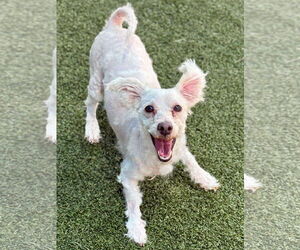 Maltese-Unknown Mix Dogs for adoption in Woodbury, NY, USA
