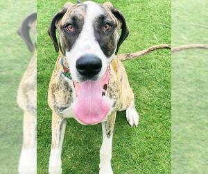 Great Dane Dogs for adoption in Huntersville, NC, USA