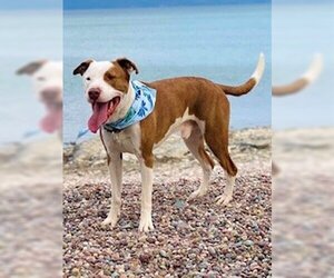 Mutt Dogs for adoption in Polson, MT, USA
